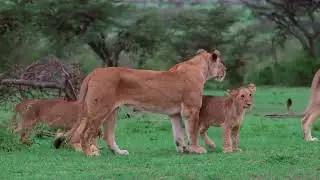 Lioness & Cubs: Savage Love in the Savanna! 🦁❤️ (Raw Footage)