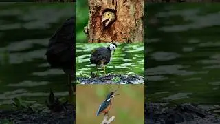 #asmr #birds #nature #wildlifephotography #relaxing #wildlife #nikon #kingfisher #bird #birding