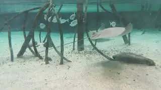 Stingray Bay