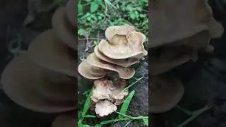 Relaksasi musik alam yang indah #relaksasimusik #nature #musikrelaxasi #relax #meditasimusik