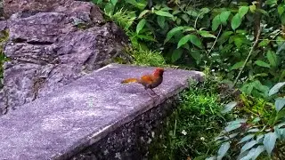 Chestnut crowned laughing thrush @canonindiapvtltd 