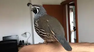 My pet California quail Alvin talks with his sister Quasi while standing on my arm.