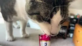 Huckleberry eats a Churru