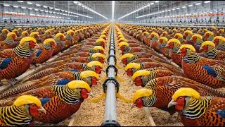 Raising Golden Pheasants at Scale – Inside a Mega Exotic Bird Factory (Full)
