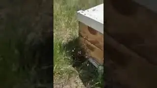 Swarm Leaving Hive
