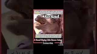 so sad 🥹😭#viral #youtubeshorts #trending #youtube #crying #sad#camel