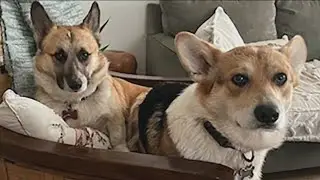 Family says Corgi dies after eating toxic meatballs containing rat poison