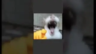 Cat laughing at you #catlaughs #memes #funny