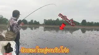 วัดน้ำบาน!!ตกปลาช่อนนาน้ำท่วมในวันที่ฟ้าปิดยังได้สับของใหญ่ไซส์ตึงๆ