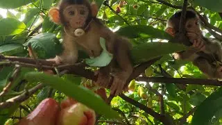 Growing of Baby monkey Mona and JOE part 1.