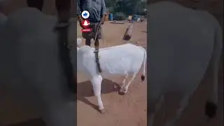 Butiful Pungunuru calf✨😍#cow #cowsales #animals #cowfarm