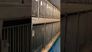 Brittany Ferries Pont Aven Pet Kennel - June 2021 Plymouth to Santander