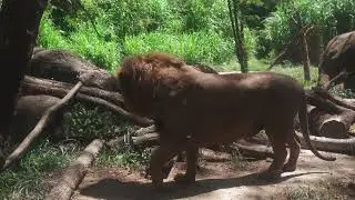7 interesting facts about lions