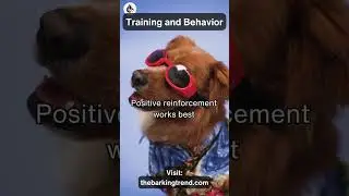 Encourage Good Behavior with Positive Reinforcement