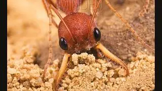A FOR ANT!||FUN FACTS ABOUT ANTS