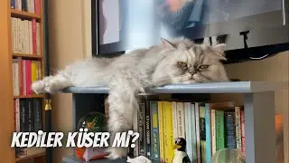 Kediler küser mi⁉️ 5 maddede anlattım