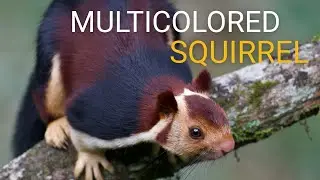 India’s Giant Multicolored Squirrels Live High in the Forest Canopy