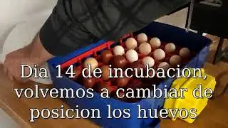 Incubadora Borotto Real 24