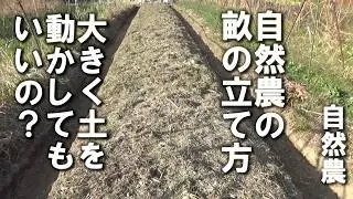 【自然農】自然農の畝の「修復」と「耕すこと」は同じか？2026年2月4日【natural farming】