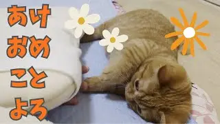 お姉ちゃんの部屋で遊ぶマンチカンが可愛い件