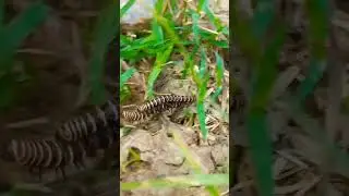 Apheloria virginiens #naturalshortvideo #naturalphotography #naturalbeauty