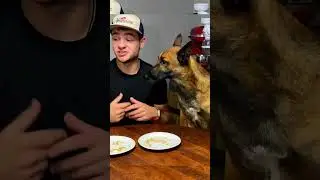 Adorable Dog Wants a Treat