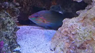 Melanurus wrasse