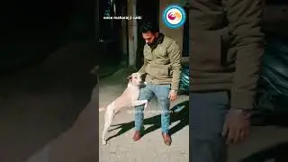 premanand maharaj ji once said #trending #viral #animals #ngo
