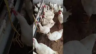 poultry farm Nipples drinking water#chicken #freerangechickens #poultryfarming