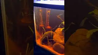 Dont Fear Brown Aquarium Water #shorts #fishtank #fishkeeper #fish #aquascape #aquarium #petfish
