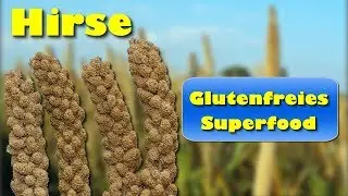Hirse &ndash; glutenfreies Superfood