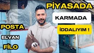 BENİM KUŞLARIM PİYASANIN İDDALI KUŞLARI ! Filo posta Elvan ! Yusuf Öztürk