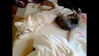 grooming子猫ソマリの愛のあるグルーミング