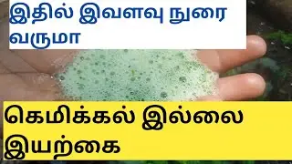 உசிலை இலை 50வருடங்கள் முன்னால் பயணப்டுதிய ஷாம்பு. part.3