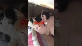 सर्दी #सितम #cat #stray #count tell #kittens #catlovers #500subs #love #cute @cheetosimba @YouTube