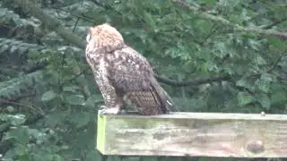 Songbirds vs Great Horned Owl