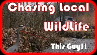 Chasing Local WildLife!