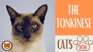 🐱 Cats 101 🐱 TONKINESE CAT - Top Cat Facts about the TONKINESE