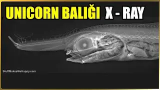 Unicorn Balığı X-Ray Taraması | Eumecichthys fiski