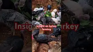#Turkey Farming tips#chicken TurkeyFarming#TurkeyShorts#FeedingTurkeys#turkey FarmAnimals#Poultry