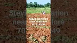 stevia cultivation
