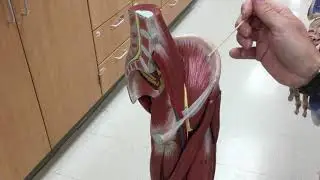 Iiliopsoas Muscle - Origin, Insertion, & Action
