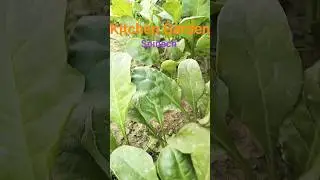 Kitchen Garden||Spinach #rpmtheexplorer #explorer #rpm