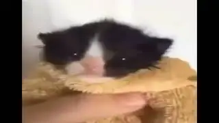 chinese man yelling at kitten but Chinese man goes hard on the microphone and kitten screams