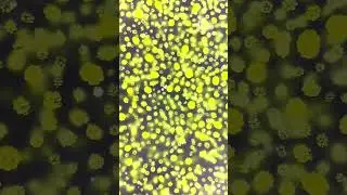 What does algae look like under a microscope?🔬 #Science #Algae #Microscope