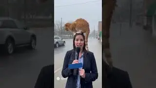 Dedicated journalists #cat #funny #reporter #weather #raining