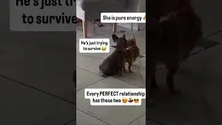 Her energy 💯 🙏🏻 #funnydogs #perfectduo #relationshipgoals #verytrue #funnyvideos