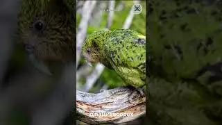 The Parrot That Evolution Left Behind?! - Kakapo!