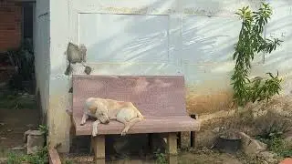 Dog sorrow