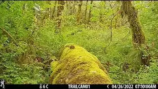 Chipmucks scamper along a fallen tree in Oregon